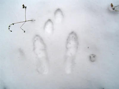 Волшебное присутствие зайца: его следы на снегу