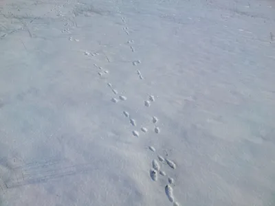 Арктическая симфония: следы зайца на снежной струне