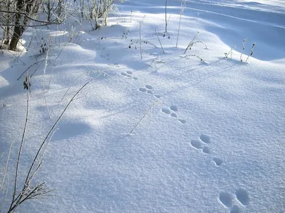 Отпечатки зайца на сплошном снежном ковре