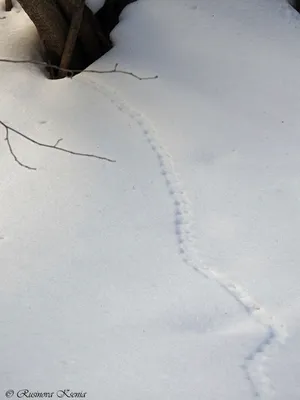Взгляд в прошлое: сохраненные следы зайца на снегу
