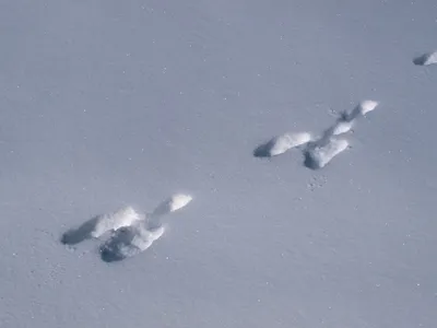 Отголоски зимы: следы зайца в пространстве холодного фона.