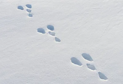 Миниатюрные следы зайца на свежем снегу