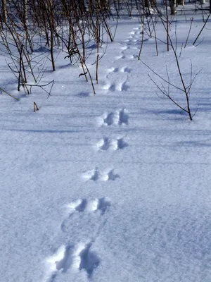 Сказочные следы зайца на зимнем поле