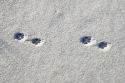 Таинственные следы животных на белоснежном снегу