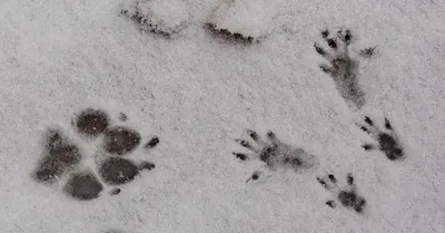 Изысканные следы животных на снегу