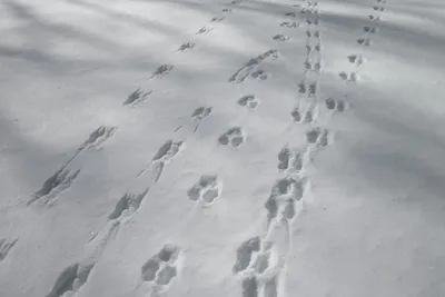 Фантазия природы: следы животных на снегу