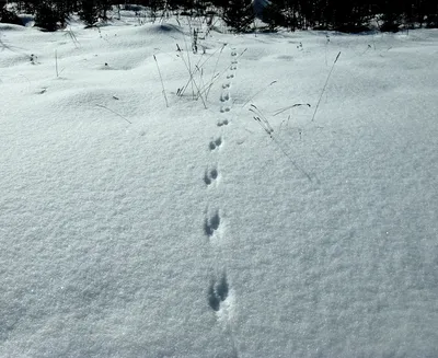Разнообразие следов животных на снегу