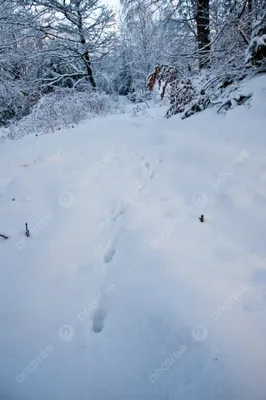 Абстрактные отпечатки животных на снегу