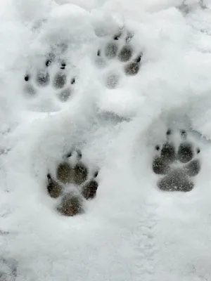 В поисках следов: животные на снегу