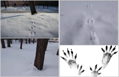 Отражение жизни: следы животных на снегу