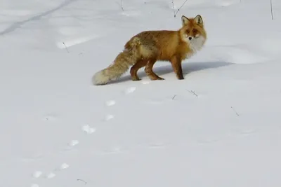 Игривые следы животных на снегу