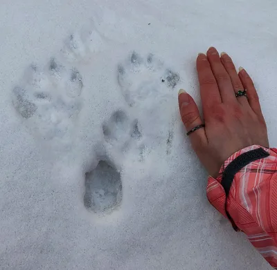 Прекрасные следы животных на снегу