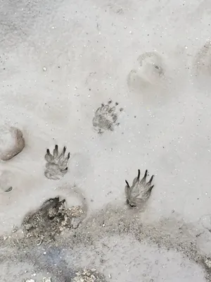 Истории, рассказанные следами животных на снегу