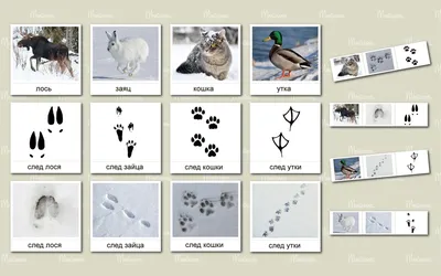 Снежное полотно и следы животных