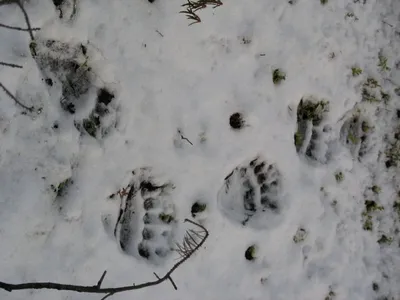 Призрачные следы животных на снегу