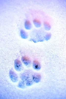 Зимний лабиринт: следы животных на снегу