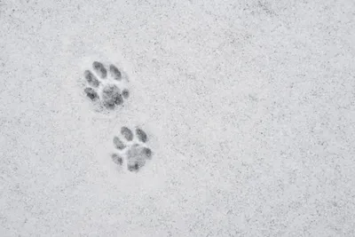 Живая картина: следы животных на снегу