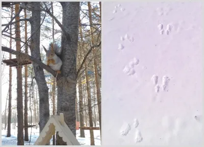 Следы животных на снегу: прикосновение дикой природы
