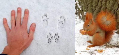 Переплетение следов животных на снегу