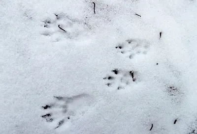 Сказочные отпечатки животных на снегу