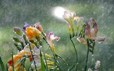 Фото дождевого утра Слепой дождь для романтической атмосферы