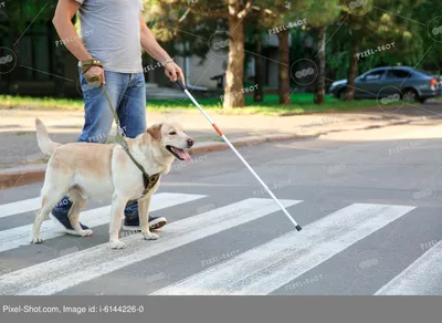 Собака Pekinese старости слепая с катарактой на обоих глазах Стоковое Фото  - изображение насчитывающей катаракты, ангстрома: 199259336