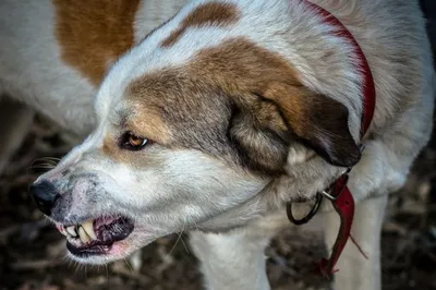 Слепой питомец анти-столкновение кольцо Скорпион катаракта защита животных  Круг Собака поводок собака поводок для собака чихуахуа | AliExpress