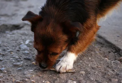 Там ей не будет больно»: слепая собака Муха, которую сбила скорая, умерла в  Хабаровске - KP.RU
