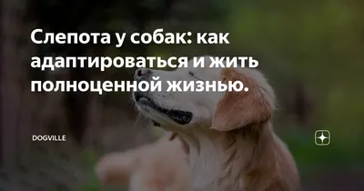 Найдена слепая собака на улице Дружбы, Сергиев Посад | Pet911.ru