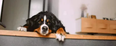 Ошейник для защиты от столкновений для слепых собак | AliExpress