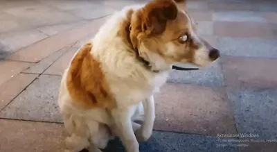 В Волгограде ищут хозяина заблудившейся огромной слепой собаки | Остров  свободы