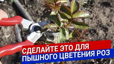 Удаляю слепые побеги на розах, растущие в средину куста, что бы розы были  здоровые и .... - YouTube