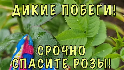 Ваша роза не цветёт? Обрежьте слепые побеги - YouTube