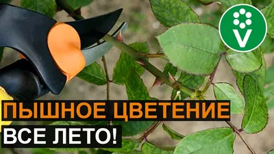 СРОЧНО ПРОВЕРЬТЕ РОЗЫ! На них могут быть ДИКИЕ ПОБЕГИ шиповника. КАК  ОТЛИЧИТЬ и ЧТО ДЕЛАТЬ - YouTube