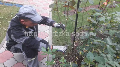 Вредители и болезни - фотоопределитель - Энциклопедия роз