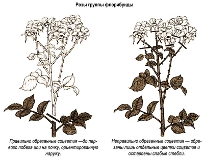 Летняя обрезка роз - правила и советы - Lifestyle 24