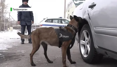 Служебных собак защитит новый приказ Минобороны России | Ветеринария и жизнь