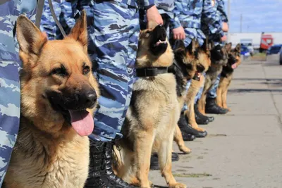 Служебные собаки: Полицейские-кинологи из США передали пограничникам  бронежилеты « Фото | Мобильная версия | Цензор.НЕТ