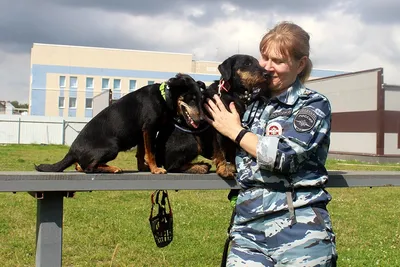 Служебные собаки помогли таможенникам Сибири выявить более 101 кг  наркотиков - IrkutskMedia.ru