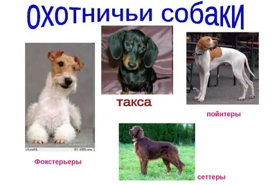 Служебные собаки: 40 пород с фото и названиями, виды