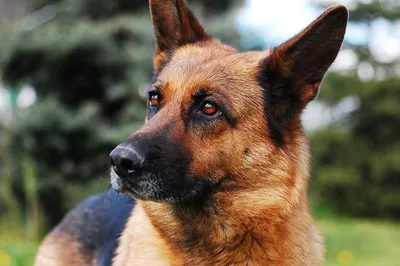 Служебные собаки теперь будут ловить не только преступников, но и ковидных  больных | 12 канал