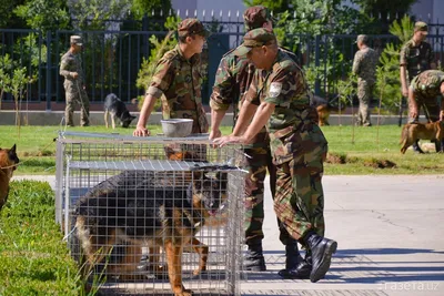 Хвостатый патруль: как работают служебные собаки в аэропорту? |  The-steppe.com