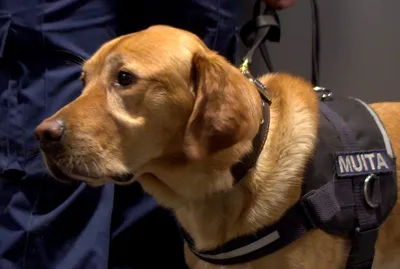 Служебные собаки помогают полицейским раскрывать преступления :: Новости ::  ТВ Центр