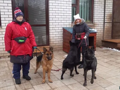 В Тагади соревновались служебные собаки | Эстония | ERR