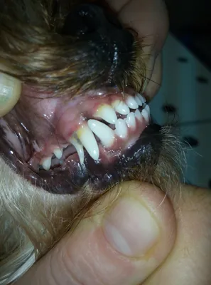 Задержка смены молочных зубов | Ветеринарная клиника доктора Шубина