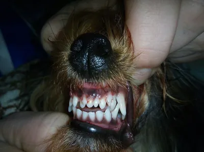 FORSIDE Veterinary Clinic - Точно так же как и у детей у животных в  определенном возрасте начинается смена зубов с молочных на постоянные. 🟢Смена  зубов у собак начинается в 3-7 месяцев и