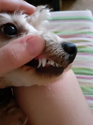 Смена зубов у собак мелких пород. Личный опыт померанского шпица | Ася Шпиц  | Дзен