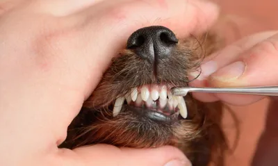 Причины возникновения неприятного запаха из пасти собаки