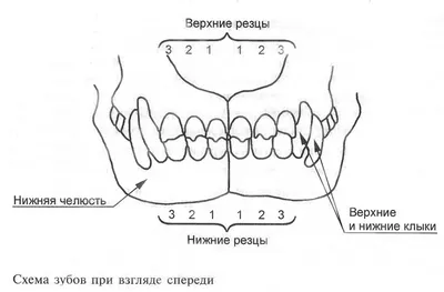 respect_savage_family - Вот и пришла пора прощаться с молочными зубками  Ямахи 😁 Смена зубов - что это и как происходит? В возрасте 3–7 месяцев у  щенка начинается период смены зубов. Молочные меняются