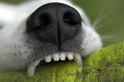 Смена зубов у щенков: что делать и как сохранить ценные вещи в целости и  сохранности